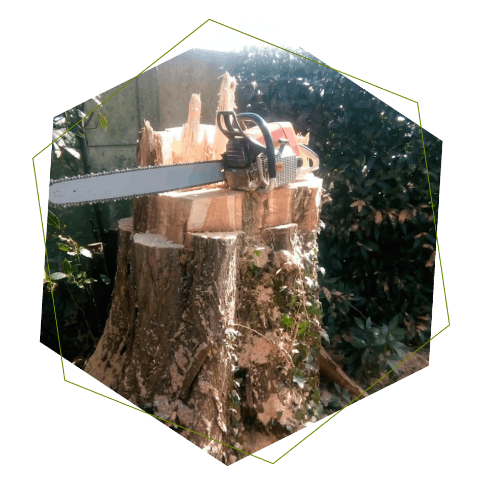 coupe de bois